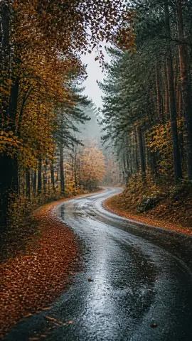 Autumn Road wallpaper